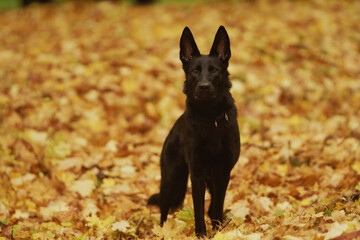 German Shepherd Dog on an autumn walk