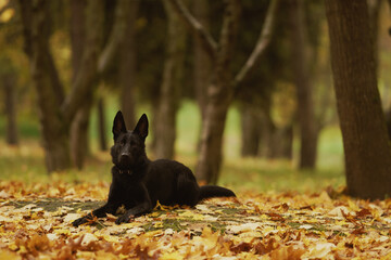 German Shepherd Dog on an autumn walk