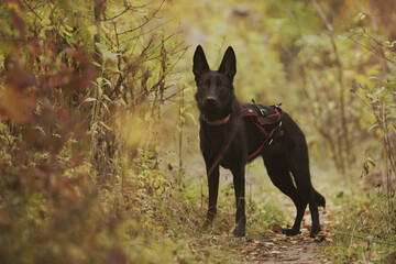 German Shepherd Dog on an autumn walk