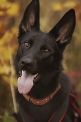 German Shepherd Dog on an autumn walk
