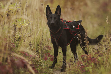 German Shepherd Dog on an autumn walk