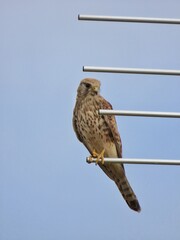 Kestrel