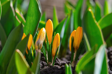 Yellow crocus buds emerging from dark soil among green leaves, signaling spring's renewal, fresh growth and hopeful new life in a sunlit garden close up