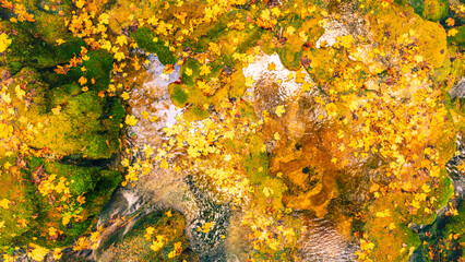 Golden autumn leaves floating on clear forest stream forming vibrant natural texture with reflections of sunlight