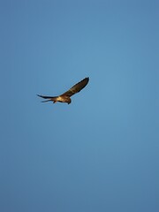 Kestrel
