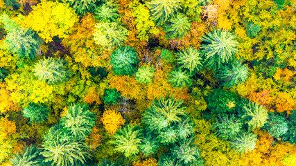 Top view of autumn forest. Vbrant aerial scene of green and yellow autumn forest trees forming natural contrast and seasonal harmony