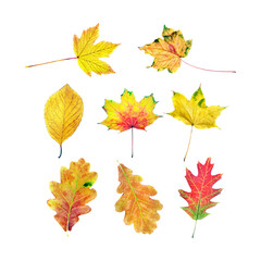collection of bright autumn leaves isolated on transparent background