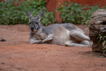 Just Chilling: Relaxed Kangaroo Lounging on Red Earth