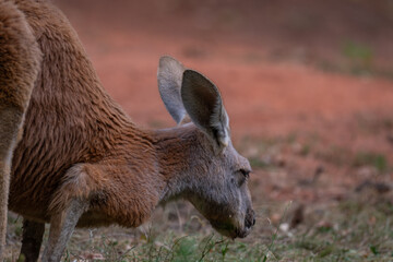 Fototapeta premium Zen Kangaroo: Serene Profile Portrait with Red Earth Bokeh