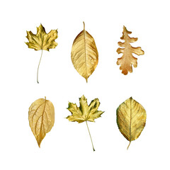 golden leaves isolated on transparent background. golden leaves collection for design. Christmas...