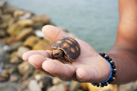 Baby yellow-footed tortoise offered by trafficker for illegal sale. Trafficking of morrocoy turtles in Colombia.