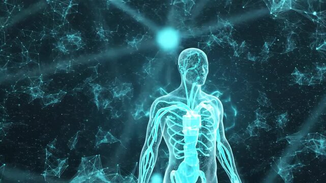digital visualization of human anatomy with visible circulatory system. abstract background with plexus network. biotechnology, ai in medicine, and scientific innovation. website header.