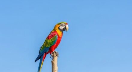 Obraz premium Vibrant Macaw Perched on Branch Against Clear Blue Sky Backdrop