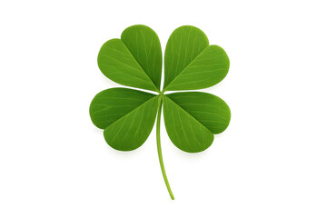 Lucky four leaf clover macro on clean white background with delicate shadows