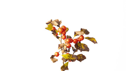 abstract, artistic, texture, pattern, colorful, modern art