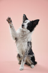 A border collie tilts its head slightly, looking curious and attentive. The pink background contrasts with its black and white fur.