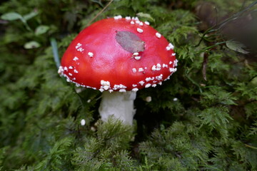 Amanita muscaria .  Fly agaric . Toadstool . Fliegenpilz