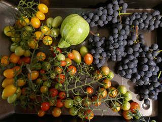 Autumn harvest with tomatoes, grapes and zuchini . Herbsternte mit Tomaten, Weintrauben und Zuchini