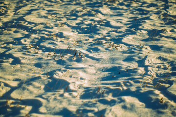 Snow surface with dry grass in winter sunlight