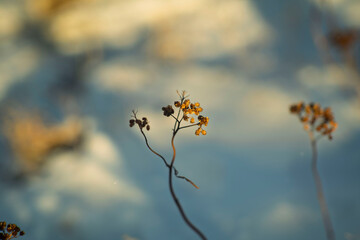 Dry plant in winter snow with soft sunlight and bokeh background