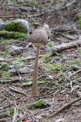 Macrolepiota procera . Young parasol mushroom