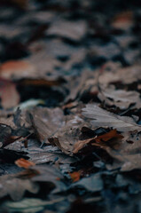 Herbstboden
