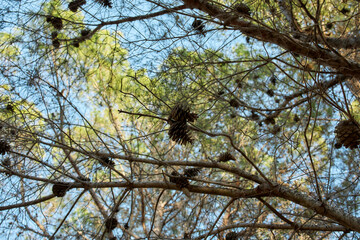 Pine tree branches with cones against blue summer sky