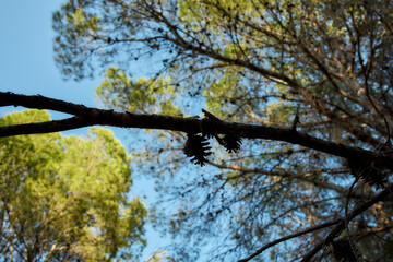 Pine tree branches and cones against blue sky, Mediterranean forest