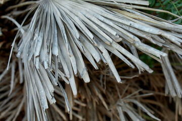 Dry palm leaves close-up showing natural texture and pattern