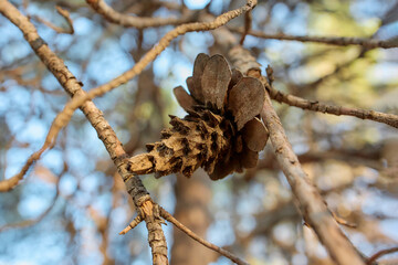 Pine cone on dry branch in sunlight, Mediterranean forest