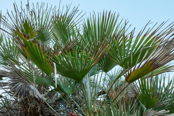 Green palm leaves under clear summer sky