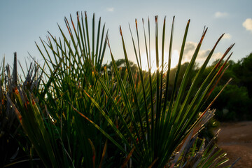 Mediterranean palm leaves at sunset light