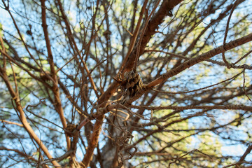 Pine cone hanging on branch of mediterranean pine tree