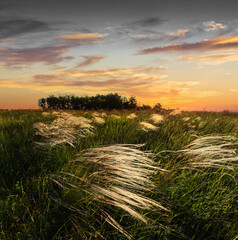 Feather grass at sunset in the field