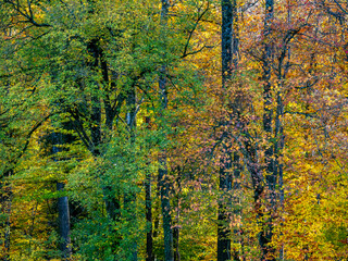 Herbstlich gefärbter Mischwald