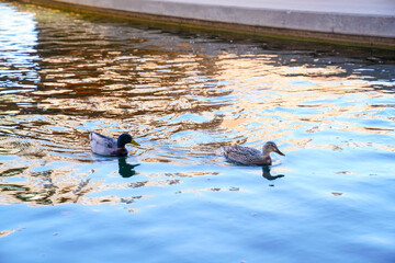 Close view of a male and female mallard duck gliding together in the Bricktown Canal in Oklahoma City, Oklahoma, surrounded by golden reflections from nearby architecture