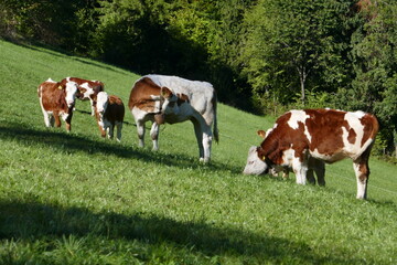 Country idyll with herd of cows on the pasture . Landidylle mit Kuhherde auf der Weide