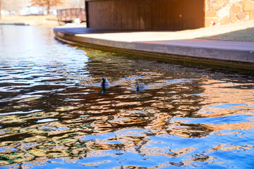 Two mallard ducks swim through rippling reflections of the Noble Foundation Bridge on the Bricktown...