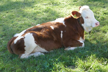 Country idyll with herd of cows on the pasture . Landidylle mit Kuhherde auf der Weide