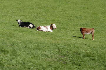 Country idyll with herd of cows on the pasture . Landidylle mit Kuhherde auf der Weide