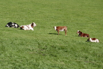 Country idyll with herd of cows on the pasture . Landidylle mit Kuhherde auf der Weide