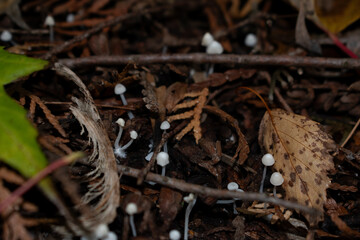 close up of a mushroom in the forest