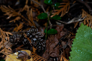 ground in the autumn forest