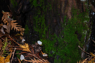 moss on tree