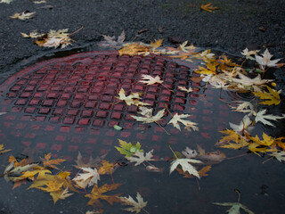 autumn leaves on the floor