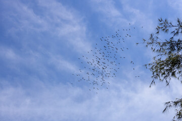 Flock of birds flying in the sky