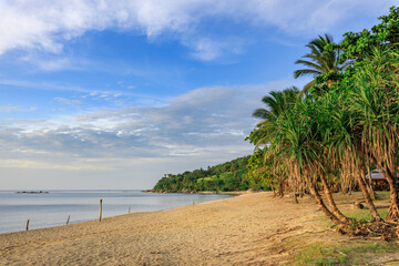 Beach with palm trees and a clear blue sky