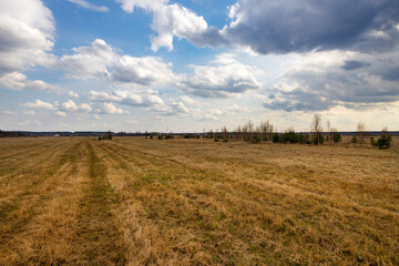 Fototapeta premium Field of dry grass with a few trees in the background