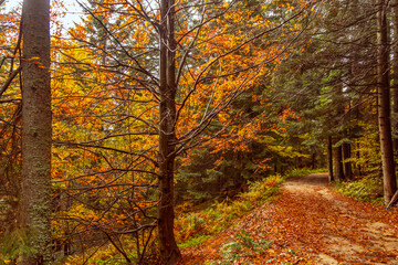 Obraz premium An autumn nature landscape is a harmony of colors, mist and calm spaces, creating the perfect background for peace and connection with nature.