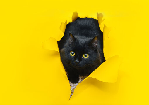 Funny young black cat looks from the bottom up and waits for him to be fed. Yellow paper, torn hole. Peekaboo. Naughty pets and mischievous domestic animals.